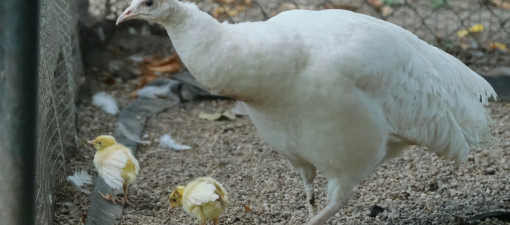 Dwa pawiątka wykluły się w Ogrodzie Saskim